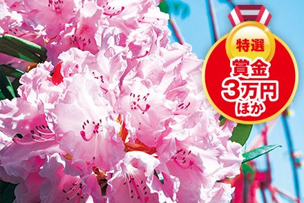 蒜山高原しゃくなげ祭り開催【5月8日〜31日】